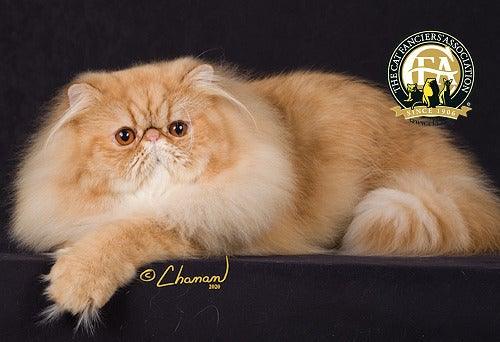 CAT BREED Feature List