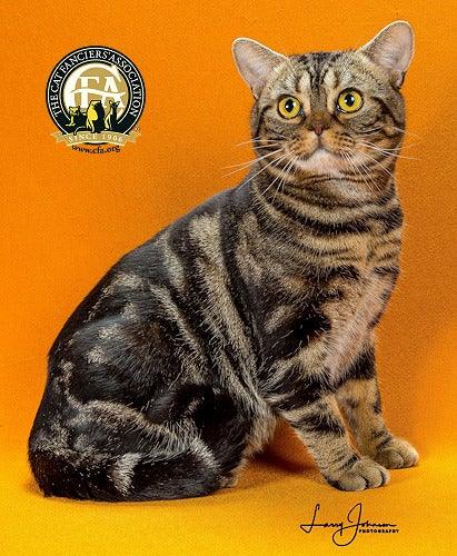 American Shorthair Features