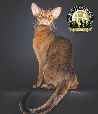 Abyssinian Cat Features