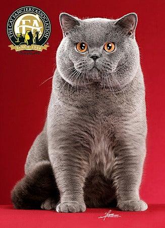 British Shorthair Features