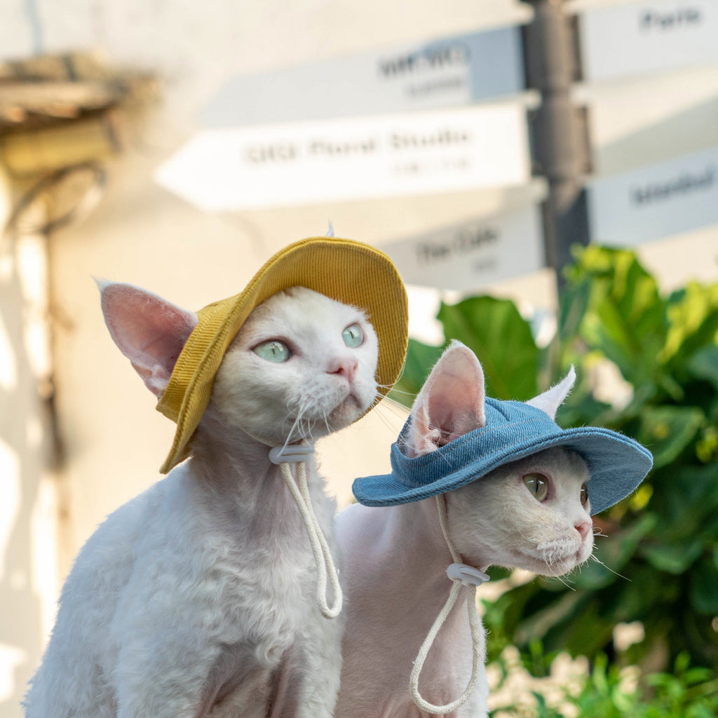 Open Ears Cat Hat