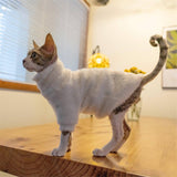 White Cat Sweater - Fatcatjoy