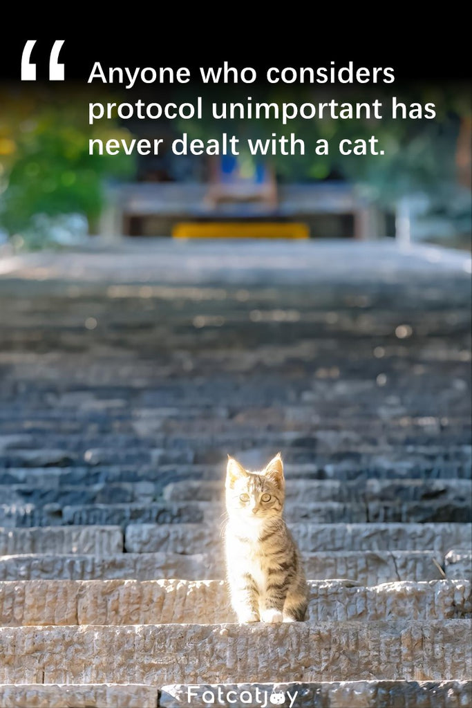 Anyone who considers protocol unimportant has never dealt with a cat.