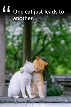 One cat just leads to another.