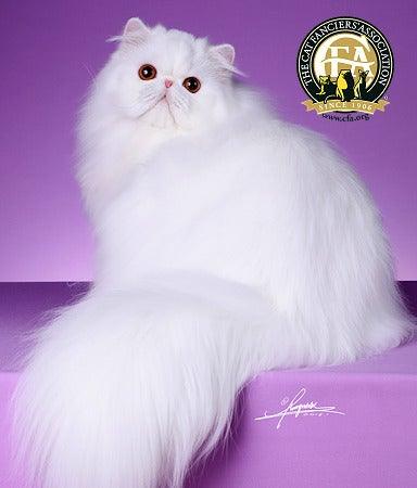 Persian Cats Features