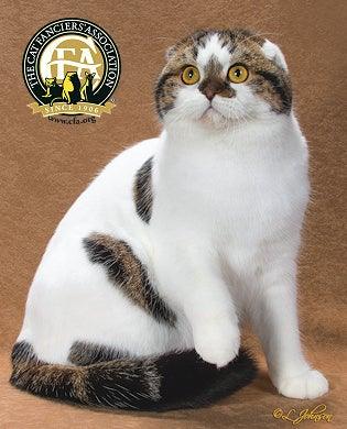 Scottish Fold Features