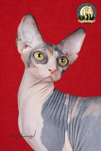 Sphynx Cat Features