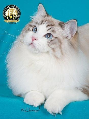 Ragdoll Cat Features