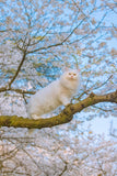 Cat and Spring - Fatcatjoy