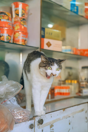 Yawning Cat - Fatcatjoy