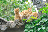 4 Cats On The Roof