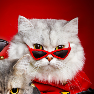 Cats Wearing Glasses - Fatcatjoy