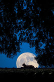 Cat in the Moon