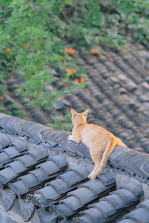 Cat in the Woods - Fatcatjoy
