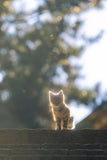 Sunshine Cat - Fatcatjoy