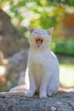 Yawning Cat - Fatcatjoy