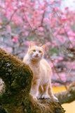 Sakura and Cat - Fatcatjoy