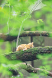 Cat in the Woods - Fatcatjoy