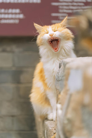 Yawning Cat - Fatcatjoy