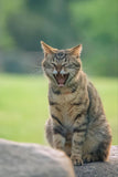 Yawning Cat - Fatcatjoy