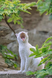 Yawning Cat - Fatcatjoy