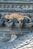 Sleeping Cats - Fatcatjoy