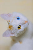 Cat With Different Pupils - Fatcatjoy