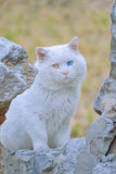 Cat With Different Pupils - Fatcatjoy