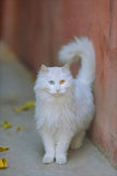 Cat With Different Pupils - Fatcatjoy