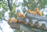 4 Cats On The Roof - Fatcatjoy