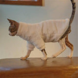 White Cat Sweater - Fatcatjoy