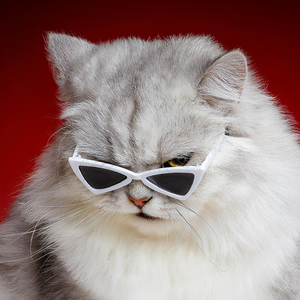 Cats Wearing Glasses - Fatcatjoy