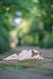 Sleeping Cats - Fatcatjoy