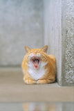 Yawning Cat - Fatcatjoy