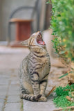 Yawning Cat - Fatcatjoy