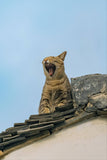 Yawning Cat - Fatcatjoy