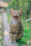 Yawning Cat - Fatcatjoy