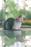 Yawning Cat - Fatcatjoy