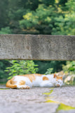 Sleeping Cat - Fatcatjoy